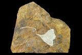 Fossil Ginkgo Leaf From North Dakota - Paleocene #145327-1